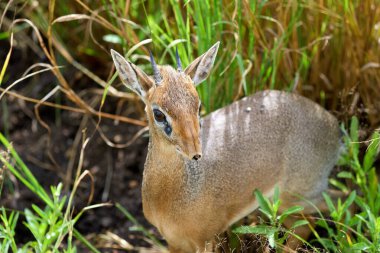 Savanadaki çayırların ortasında küçük bir ceylanın yakın çekimi.