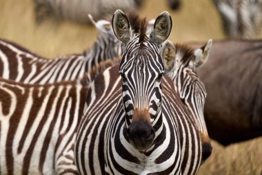Güzellik zebrasının doğal bir koruma alanındaki ön görüntüsü kameraya bakıyor.