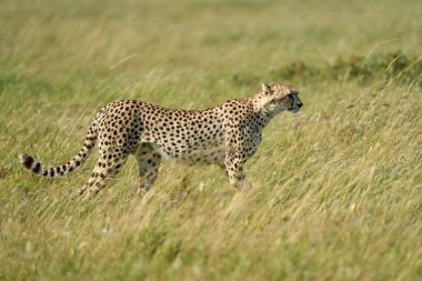 Vahşi doğada özgürce dolaşan bir leoparın tam boy fotoğrafı.