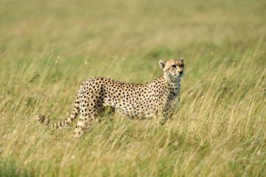 Özenli leopar vahşi doğaya dikkatlice bakıyor.