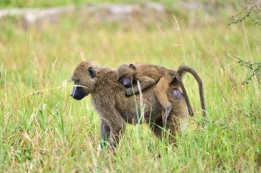 Maymun maymunu vahşi doğada bebek taşıyor.