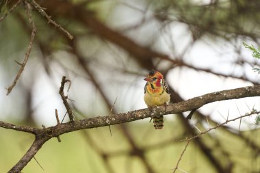 Kırmızılı ve sarılı yabani kuş bozkırda bir ağaç dalında