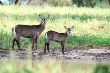 Savanadaki çamurlu bir yolda iki su dolarının tam boy fotoğrafı.
