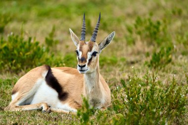 Full length of a Thomsons gazelle lying on the grass resting clipart