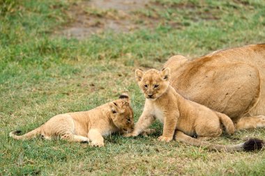 Aslanın yanında oynayan iki şirin aslan yavrusunun tam boy fotoğrafı.