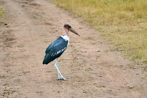 Horizontal photo of a beauty marabou stork bird walking along a sandy path