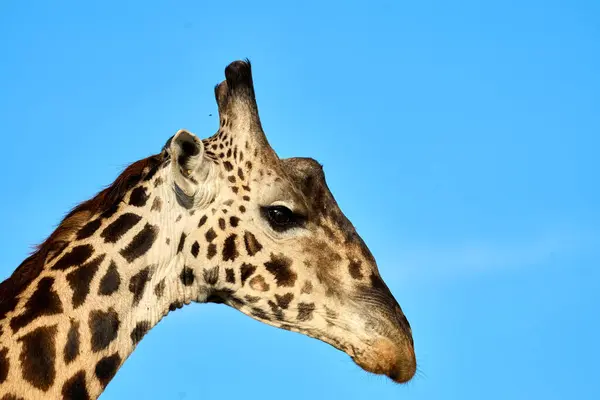 Side view of the head of a majestic wild giraffe on blue sky background