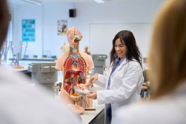 Gülümseyen tıp öğretmeni üniversite enstitüsünde biyoloji dersi sırasında anatomik bir model kullanarak öğrencilere insan anatomisini anlatıyor.