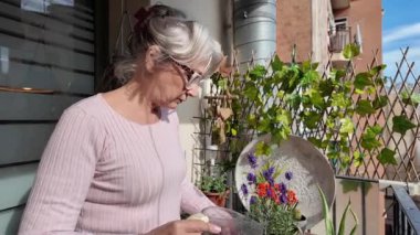 Olgun bahçıvan, şehir balkonunda lavanta saksısı ve kırmızı çiçekler yetiştiriyor. Parlak güneş ışığı altında huzurlu botanik bakımı anlarının tadını çıkarıyor.