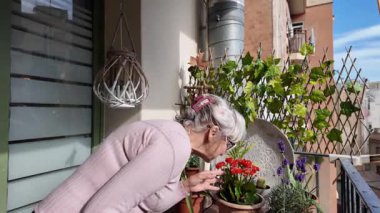 Yaşlı kadın renkli çiçekleri besliyor, güneşli bir apartman balkonunda bahçeyle ilgileniyor. Emeklilik zamanlarında nazik ve huzurlu bir şekilde eğleniyor.