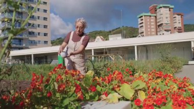 Yaşlı bir kadın şehir bahçesine bakıyor, çiçekleri yeşil bir su bidonuyla suluyor.