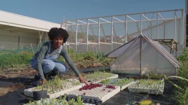 Genç Afrikalı Amerikalı kadın çiftçi kentsel çatı bahçesinde fideleri dikkatlice yetiştiriyor, sürdürülebilir tarım ve yerel gıda üretimini vurguluyor