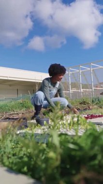 Taze yetişmiş marul, gülümseyen Afro-Amerikan kadın çiftçi tarafından toplanıyor. Güneşli bir sebze bahçesinde çalışıyor. Mavi gökyüzü ve onu çevreleyen ekinler...