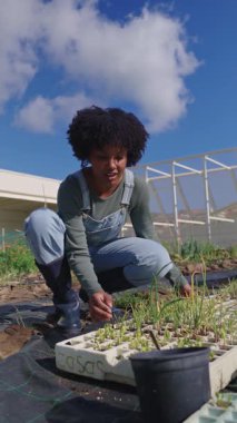 Tarım tepsisindeki genç fideleri dikkatlice inceleyen dişi çiftçi, parlak güneş ışığı altında sürdürülebilir tarım uygulamalarını sergiliyor ve bitkilerin büyümesine dikkat çekiyor.