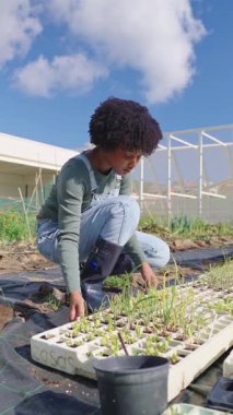 Genç kadın çiftçi tohum tepsisindeki fideleri dikkatlice inceliyor, açık alanda sürdürülebilir tarım sürecinde bitki gelişimini izliyor.
