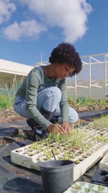 Genç dişi çiftçi, güneşli bitki yetiştirme alanında fideleri nazikçe besliyor, bahar mevsiminde organik ürünlere özenle bakıyor.