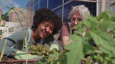 Üst düzey kadınlar çatı bahçesini besliyor, bitkilere özenle bakıyor, kentsel ortamda güneşli gökyüzünün altında taze ürünler yetiştirirken bağlantıyı paylaşıyor.