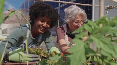 Yeşil bitkileri besleyen, güneşli çatı bahçesinde işbirliği yapan, sürdürülebilir kentsel tarım ve çoklu jenerasyon takım çalışması sergileyen kadın çiftçiler