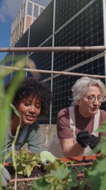 Kadın bahçıvanlar güneş panelleri ile birlikte güneş ışığıyla aydınlanan çatı bahçesinde organik sebzeleri besliyorlar, sürdürülebilir kentsel tarım ve toplum işbirliğini somutlaştırıyorlar.