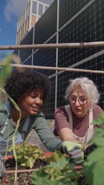 Güneş panelleri olan yeşil bahçe, çok nesilli kadınların bitkileri beslediğini, güneşli bir günde kentsel tarım ortamında birlikte çalıştıklarını gösteriyor.