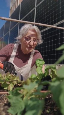 Üst düzey kadın güneş panelleri yakınlarındaki çatı katında sebze yetiştiriyor, sürdürülebilir, çevre dostu yaşam tarzını neşe ve amaçla kucaklıyor.
