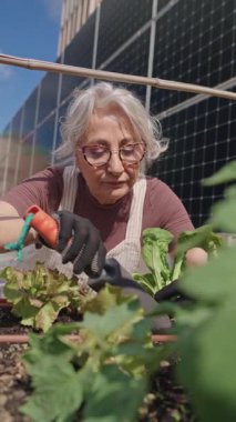 Üst düzey bir kadın, güneş panelleriyle çatıdaki bahçesine dikkatlice bakıyor güneşli bir günde sebze yetiştiriyor ve nazik hareketler sergiliyor.