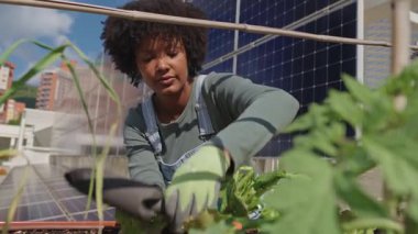 Çatı bahçesinde sebze yetiştiren şehir çiftçisi, güneş panelleri arkasında parıldıyor, sürdürülebilir tarım ve yeşil yaşam uygulamalarını somutlaştırıyor