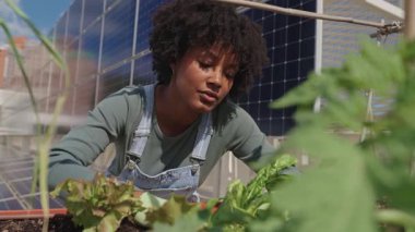 Arka planda güneş panelleri olan bir çatı bahçesinde bitkileriyle ilgilenen genç çiftçi. Yavaş çekim videosu