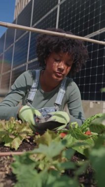 Şehir çiftçisi çatı bahçesini güneş panelleriyle besliyor, sürdürülebilir, çevre dostu kentsel tarım ortamında taze sebzeler yetiştiriyor.