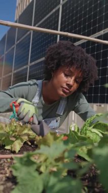 Arka planda güneş panelleri olan bahçedeki bitkilerle ilgilenen genç çiftçi, yavaş çekim.