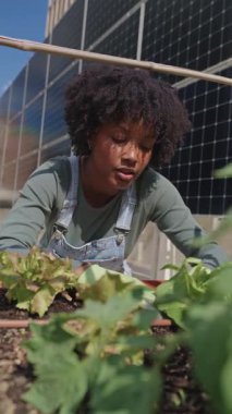 Arka planda güneş panelleri olan sebze bahçesindeki bitkilerle ilgilenen genç çiftçi.