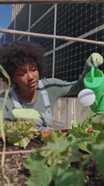 Şehir çiftçisi, güneş panelleri yakınlarındaki yükseltilmiş bahçe yatağında yeşil bitkileri dikkatlice sulayarak sürdürülebilir şehir tarımını ve çevre dostu yaşam tarzını ön plana çıkarıyor.