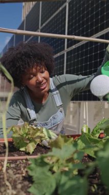 Kentsel çiftçi bahçedeki taze bitkileri dikkatlice sularken, yavaş çekim tekniğiyle, sürdürülebilir şehir bahçıvanlığı pratiğini vurguluyor.