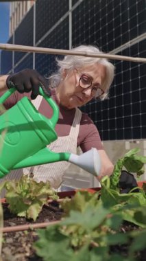 Sunlight teras bahçesindeki saksı bitkilerini dikkatlice sulayan, yeşil yaşam ve sürdürülebilir şehir çiftçiliğini besleyen yaşlı kadın.