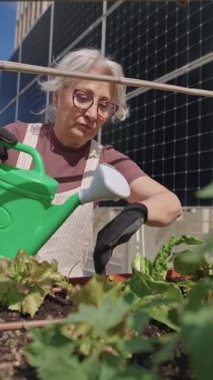 Yaşlı bir kadının arka planda güneş panelleri olan çatı bahçesini dikkatlice suladığı yavaş çekim montajı.