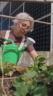 Kibar kıdemli özenle saksı bitkilerini yetiştiren şehir çatısı bahçesinde, sürdürülebilir yaşam ve aktif yaşlanmayı gösteren bahçe tutkusu.