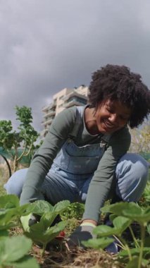 Genç kadın çiftçi, güneşli şehir çatısı bahçesinde organik çilek topluyor, tulum ve eldiven giyiyor, sürdürülebilir tarım ve taze ürün sergiliyor.