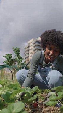 Şehir bahçesinde çilek toplayan genç zenci bir çiftçinin yavaş çekim videosu.