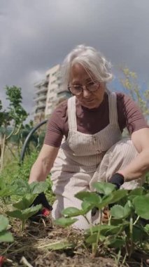 Olgun bahçıvan çilek bitkilerini nazikçe yetiştiriyor, yaşlılar ve sürdürülebilir tarım arasındaki ilişkiyi yavaş çekimde bahçeyle gösteriyor.