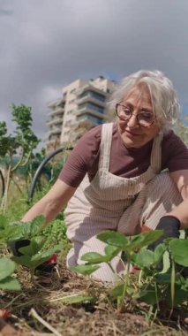 Kıdemli kadın dikkatlice olgun, kırmızı çilek topluyor bahçe eldivenleri giyiyor, güneşli açık havada yemyeşil bitkiler arasında zarif bir şekilde ilerliyor.