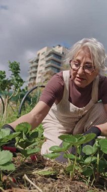 Sunny Garden 'da olgun kırmızı çilekleri toplayan yaşlı kadın huzurlu bir emeklilik sergiliyor ve neşeli, rahat bir tavırla aktif yaşlanıyor.