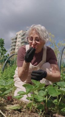 Koruyucu eldivenler giyen olgun bahçıvan güneşli şehir bahçesinde taze toplanmış çileklerin tadını çıkarıyor sürdürülebilir yaşam ve neşeli emeklilik hobisinin somutlaştırıcısı.