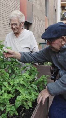 Yetişkin çiftçiler bahçe işleriyle uğraşır, konteynır ekicisinden fesleğen kokulu yaprakları dikkatlice toplar ve açık havada iletişim ve refah anlarını paylaşırlar.