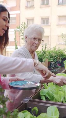 Yaşlı bir kadın, bu iç açıcı yavaş çekim videosundaki balkon bahçesinde hemşiresinin yardımıyla tohumlarını ekiyor.