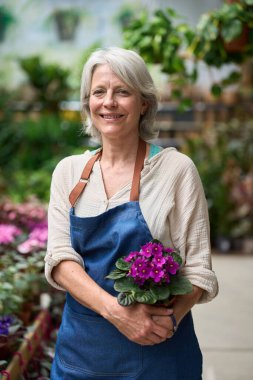 Gülümseyen olgun bir bahçıvanın portresi bir bitkinin fidanlığında çalışıyor, elinde bir saksı mor çiçek ve yemyeşil ile çevrili.