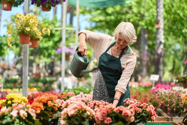 Mutlu kıdemli kadın bahçıvan çiçekleri suluyor. Renkli çiçeklerle dolu bir serada sulama tenekesi kullanıyor.