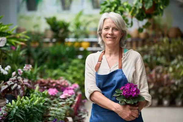 Gülümseyen olgun bahçıvan canlı bir saksı menekşesi tutuyor, yemyeşil bir serada büyüyen bitkilerle dolu.