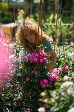 Canlı pembe gülleri inceleyen kadın bahçıvan yemyeşil bir bitkinin fidanlığında çiçek açıyor, doğada büyümeyi ve güzelliği besliyor.