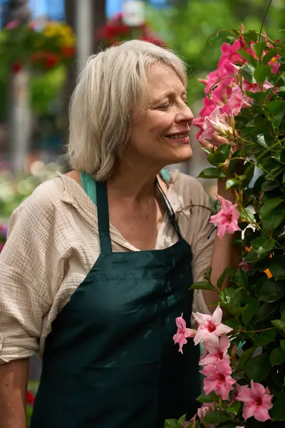 Mutlu, olgun bahçıvan bahçenin ortasında canlı çiçeklerle çevrili pembe dipladenia çiçeklerinin hoş kokusunun tadını çıkarıyor.