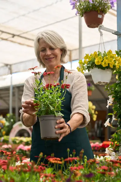 Mutlu bahçıvan gülümseyen bir saksı çiçeğini canlı bir serada tutarken her tarafı renkli, çiçek açan çiçeklerle dolu